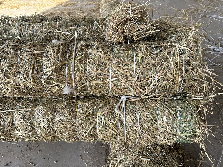 銀川草棒 銀川草棒